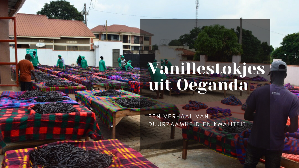 Vanillestokjes uit Oeganda: Duurzaam en uitstekende kwaliteit